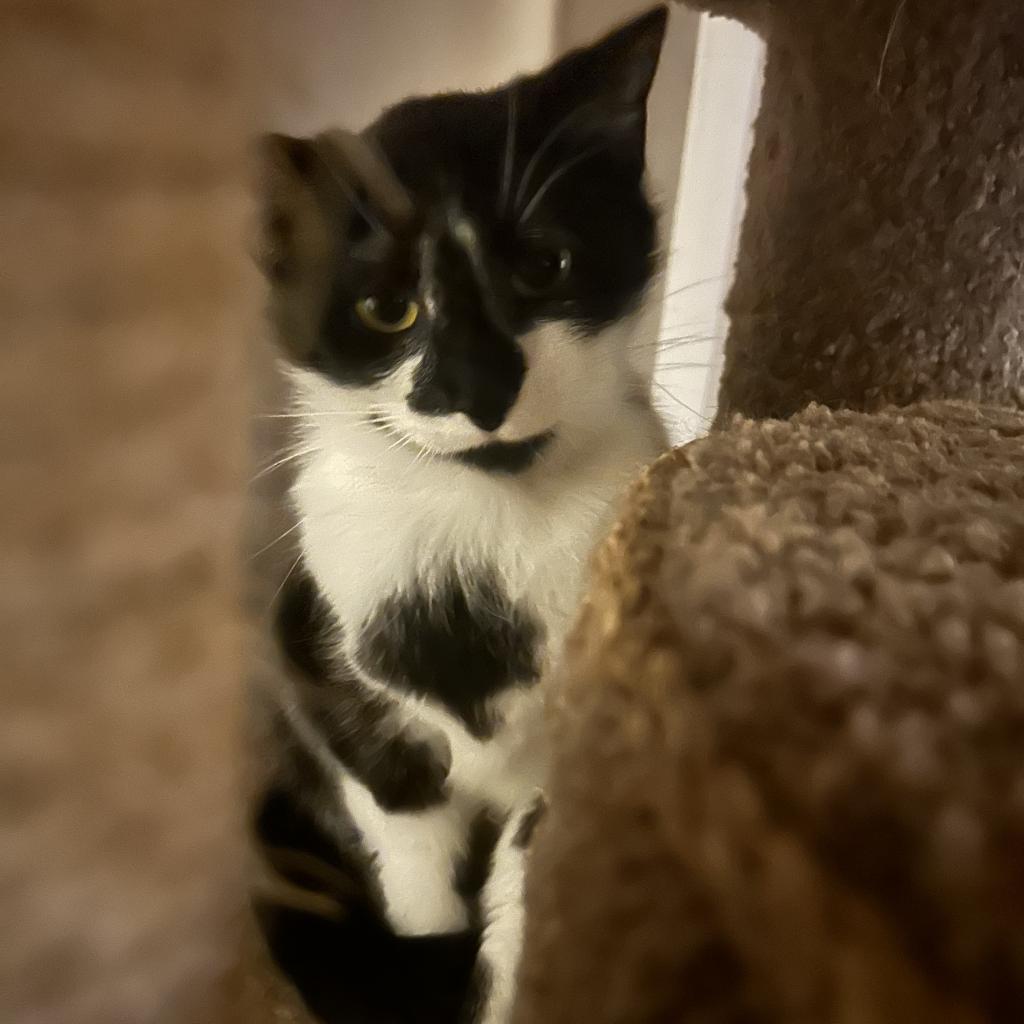 Flower, a Adoptable Domestic Short Hair in Veneta, OR image 1/5