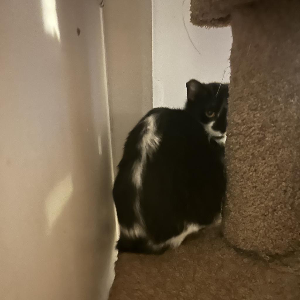 Flower, a Adoptable Domestic Short Hair in Veneta, OR image 2/5