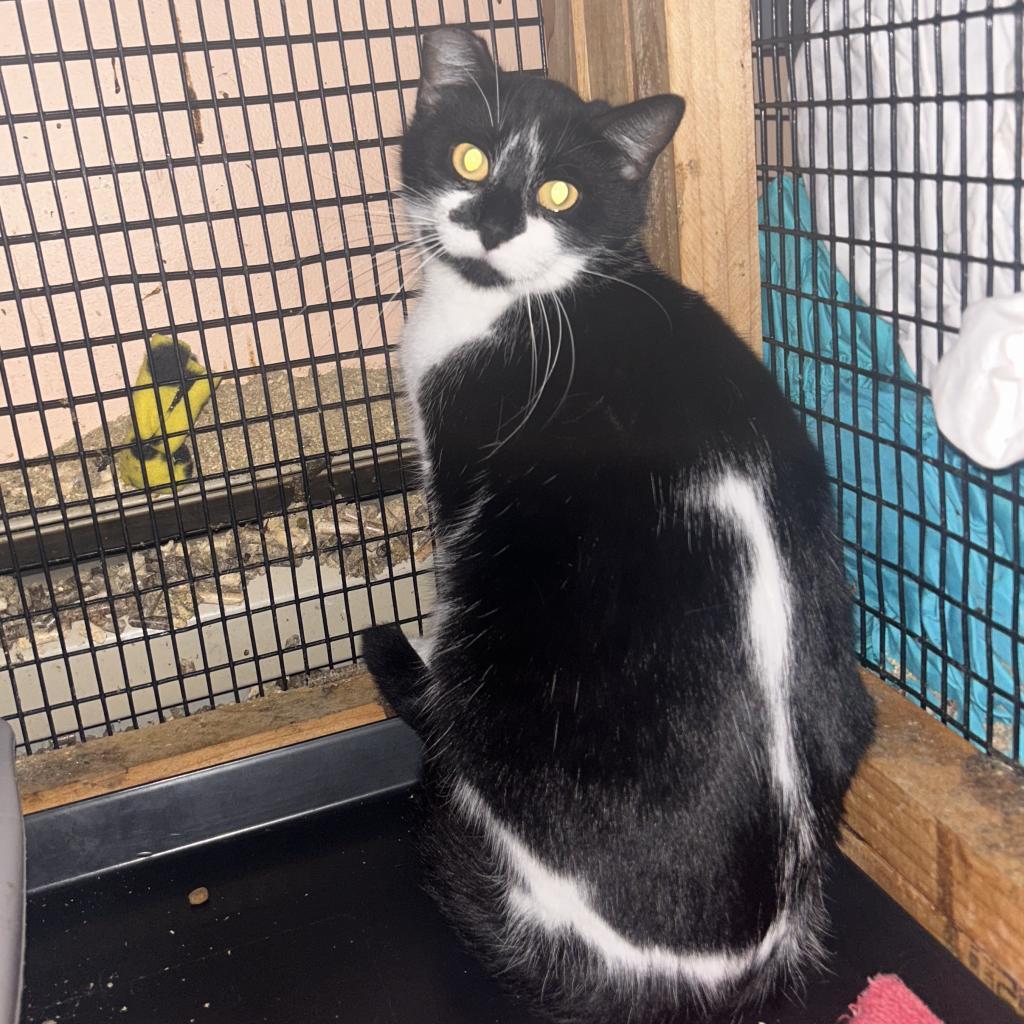 Flower, a Adoptable Domestic Short Hair in Veneta, OR image 3/5