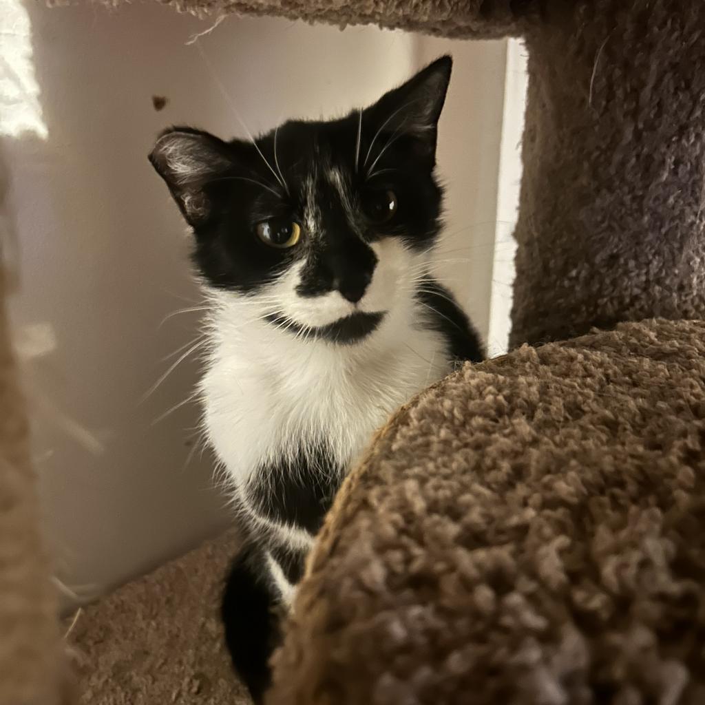 Flower, a Adoptable Domestic Short Hair in Veneta, OR image 4/5