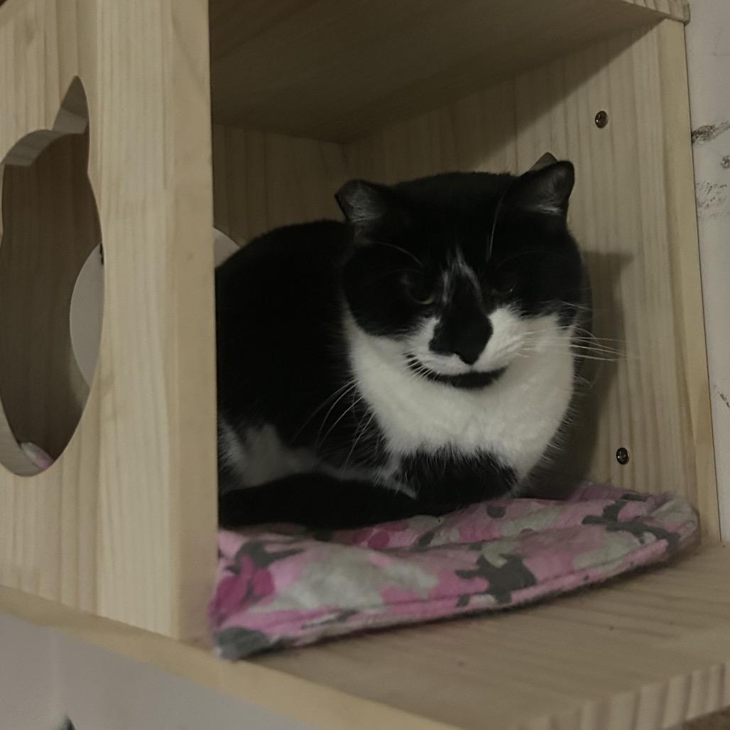 Flower, a Adoptable Domestic Short Hair in Veneta, OR image 5/5