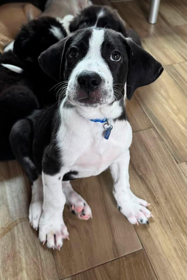 Enlarge Tex, a ADOPTABLE mixed breed in Southlake, TX image 2/6