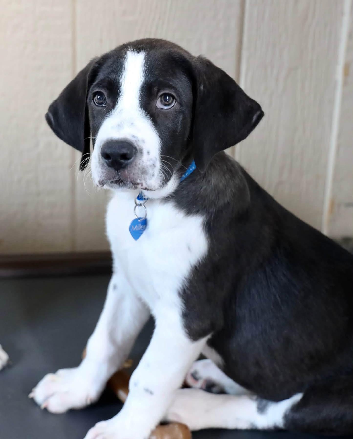 Tex, ADOPTABLE, Puppy Male English Pointer.