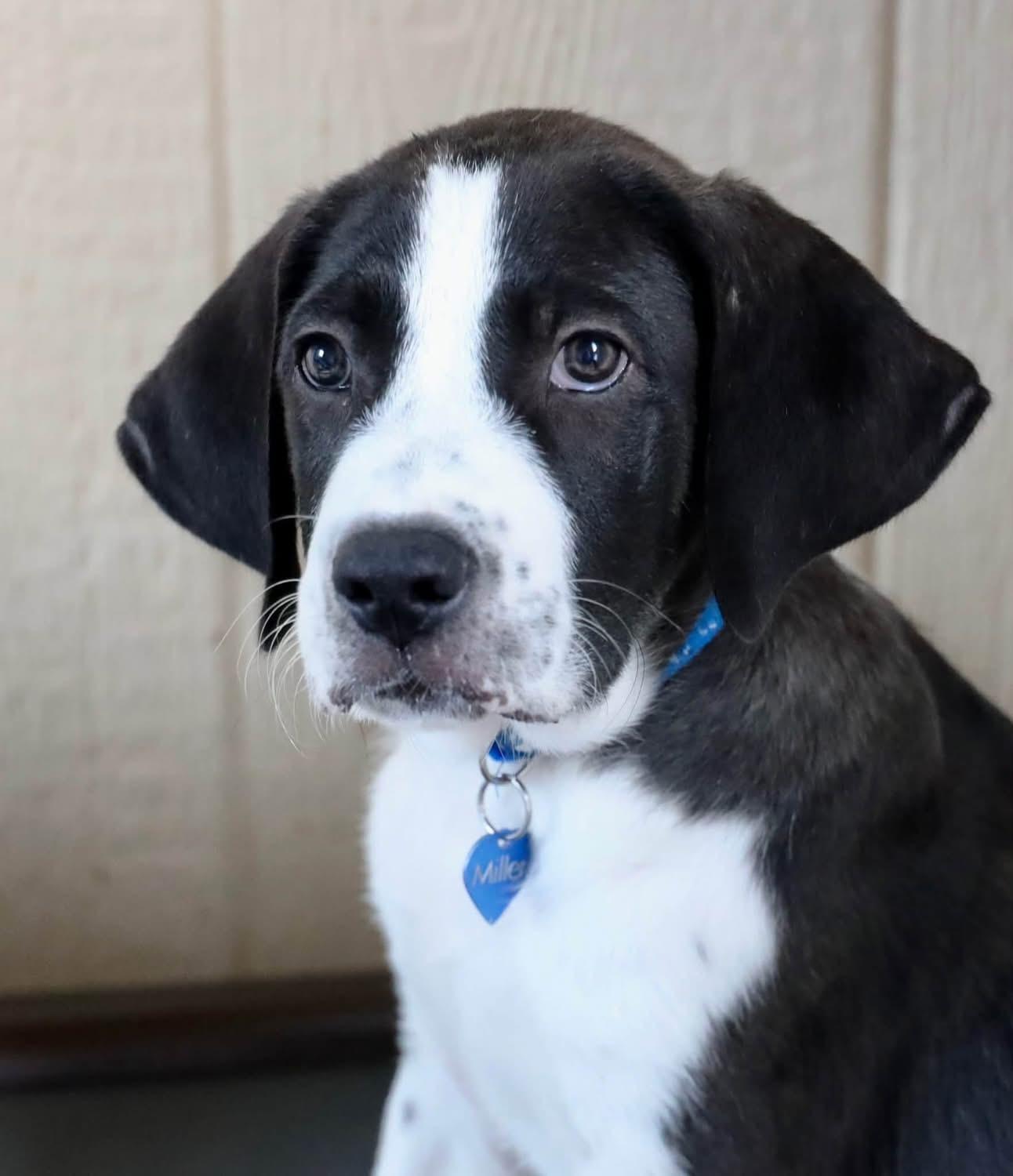 Enlarge Tex, a ADOPTABLE mixed breed in Southlake, TX image 6/6
