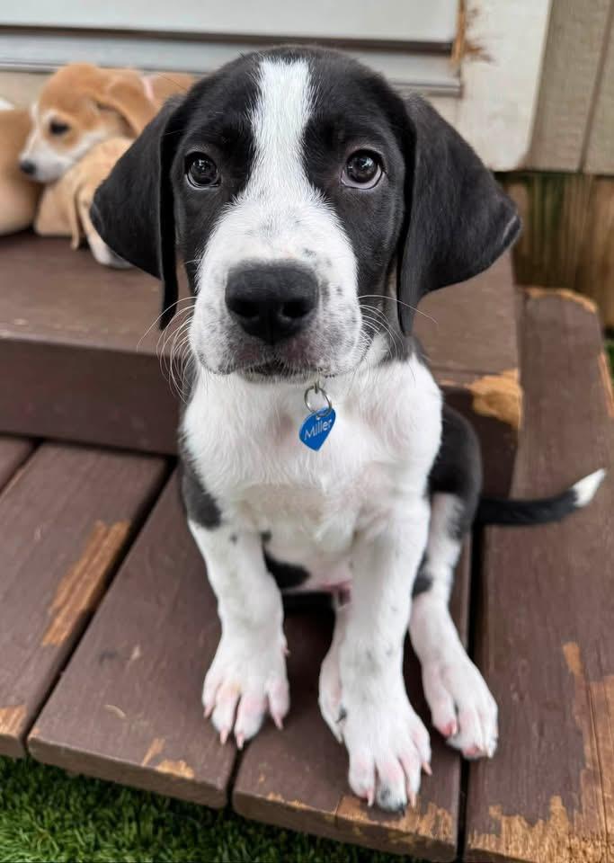 Enlarge Tex, a ADOPTABLE mixed breed in Southlake, TX image 3/6