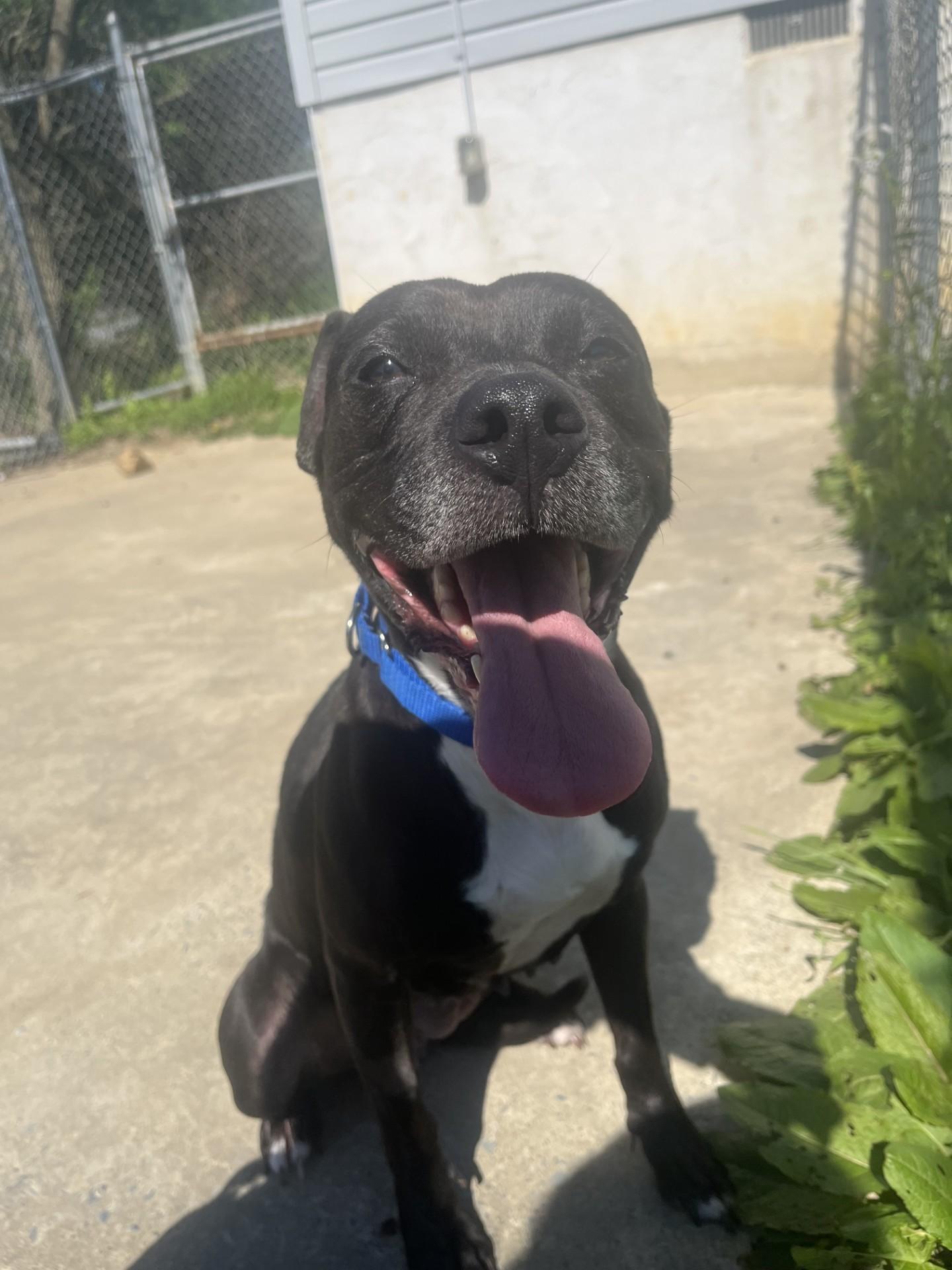 Lollipop, ADOPTABLE, Adult Female Pit Bull Terrier.