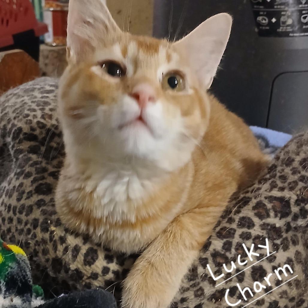 Lucky Charm, Adoptable, Adult Male Domestic Short Hair.