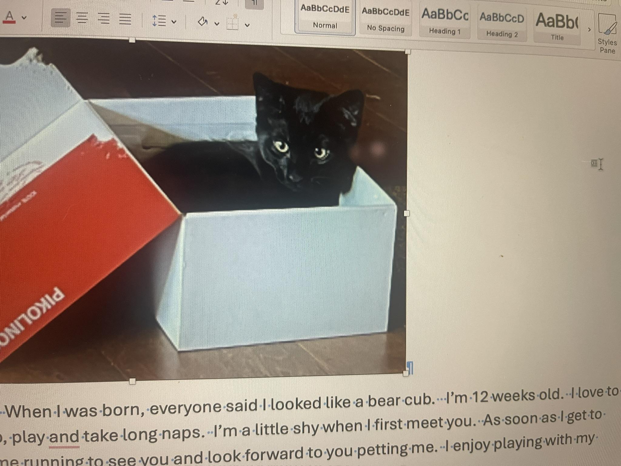 Cubby (Call or text Nikki at 619-922-6034), an adopted Tabby in Sedona, AZ image 2/2