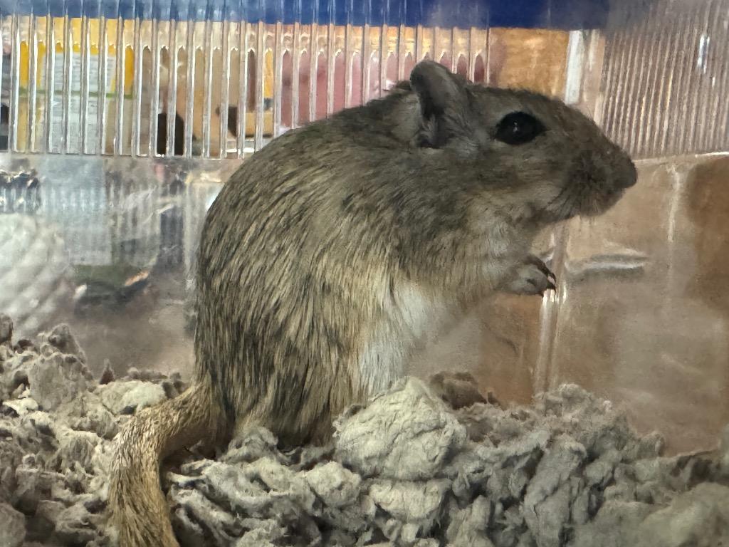 Enlarge Trinka, a Adoptable Gerbil in Indianapolis, IN image 1/1