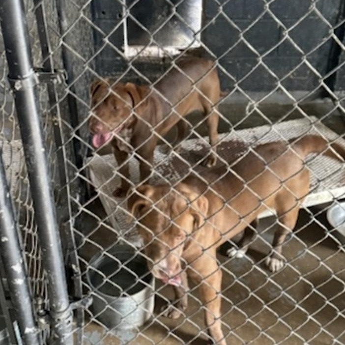 Enlarge Mia, a ADOPTABLE mixed breed in Cedarburg, WI image 3/3