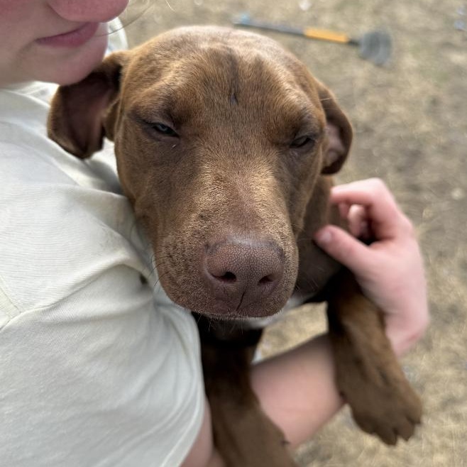 Mia, ADOPTABLE, Puppy Female Labrador Retriever & Mixed Breed.