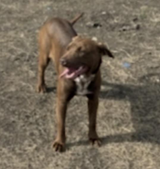 Enlarge Mia, a ADOPTABLE mixed breed in Cedarburg, WI image 2/3