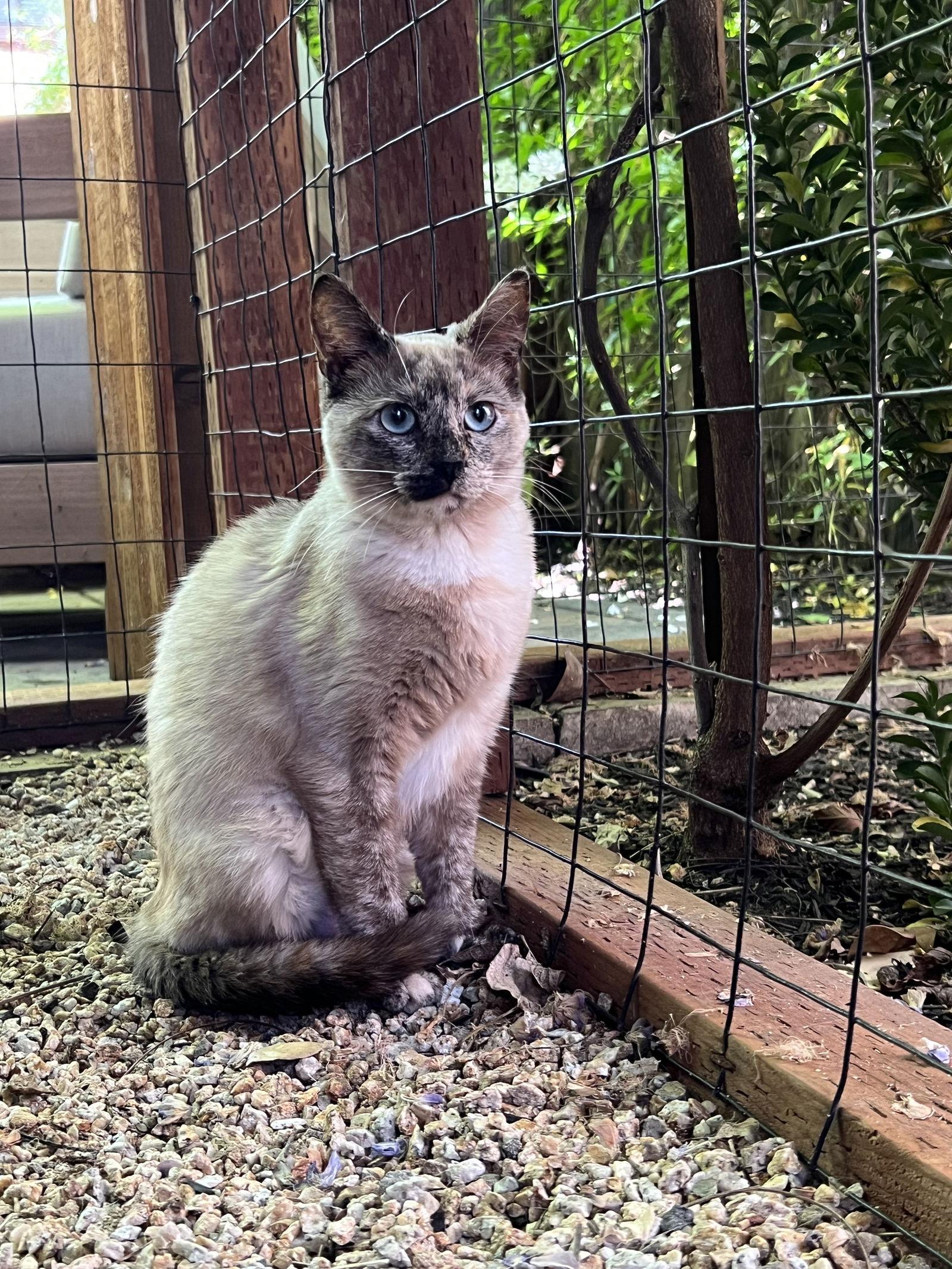 Marshmellow and Maisy, Adoptable, Young Female Siamese.
