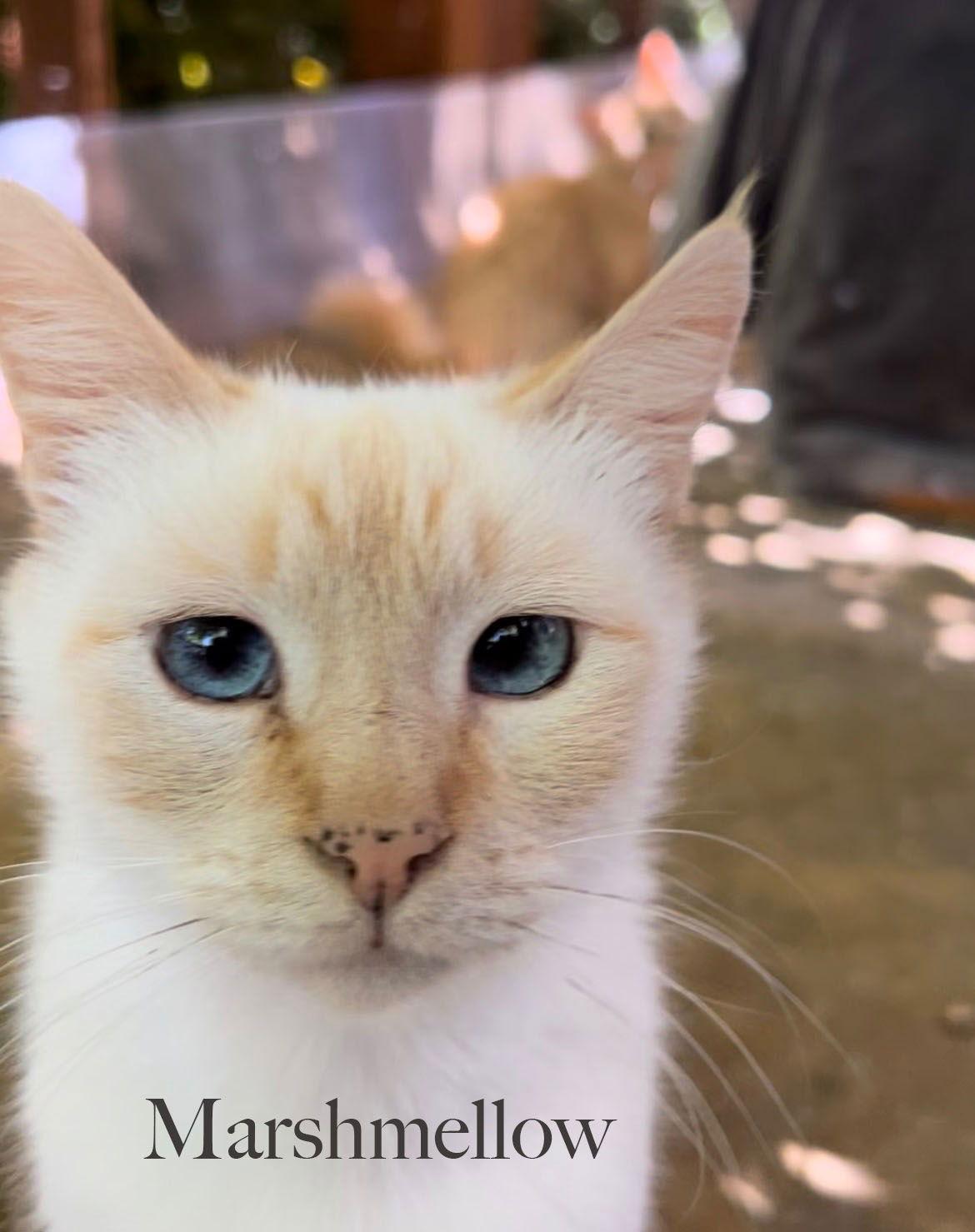Enlarge Marshmellow and Maisy, a Adoptable Siamese in Walnut Creek, CA image 2/3