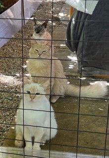 Enlarge Marshmellow and Maisy, a Adoptable Siamese in Walnut Creek, CA image 3/3