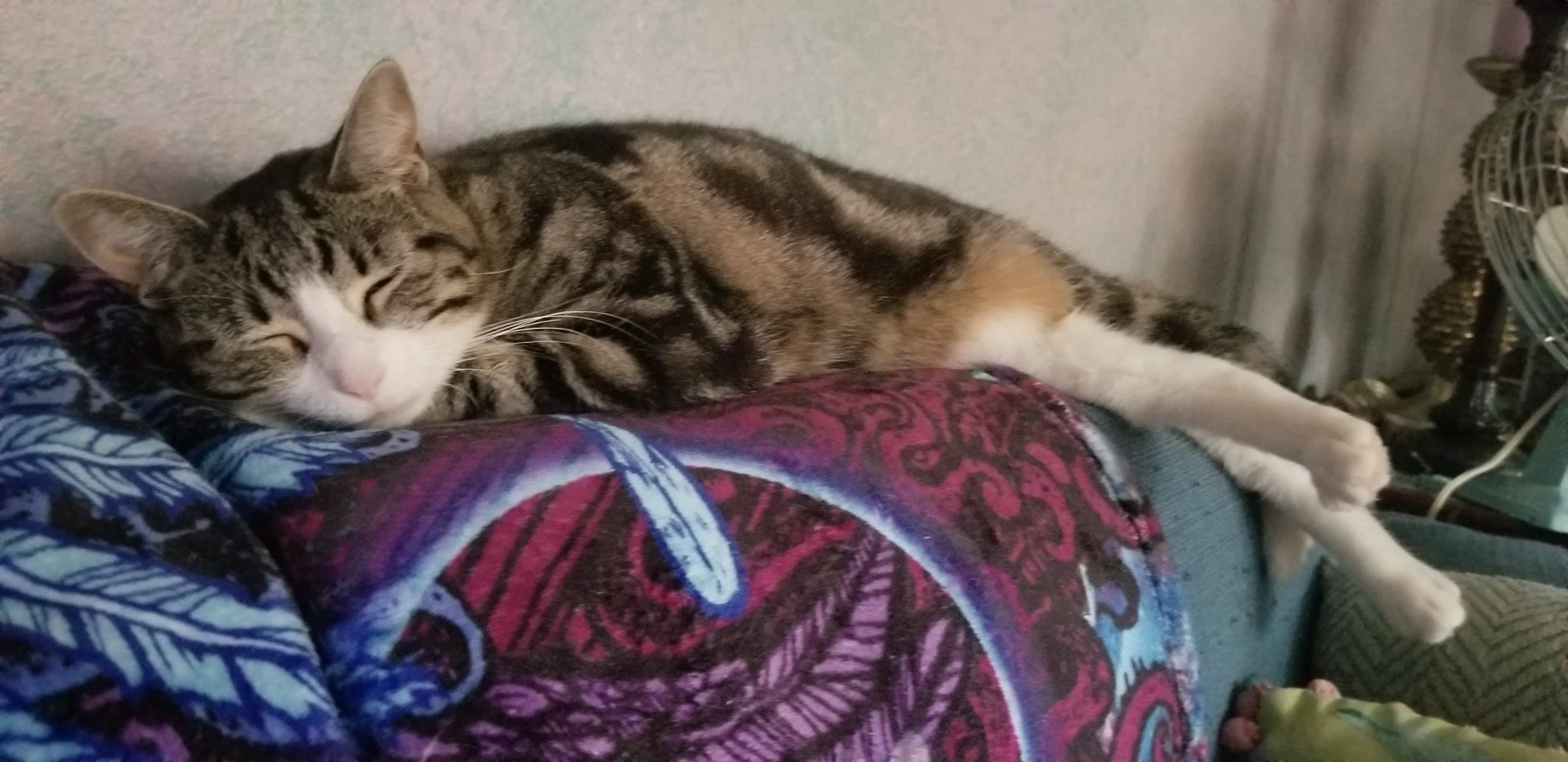 Enlarge MUNCHIE, a ADOPTABLE Domestic Short Hair in Chicago Ridge, IL image 1/3