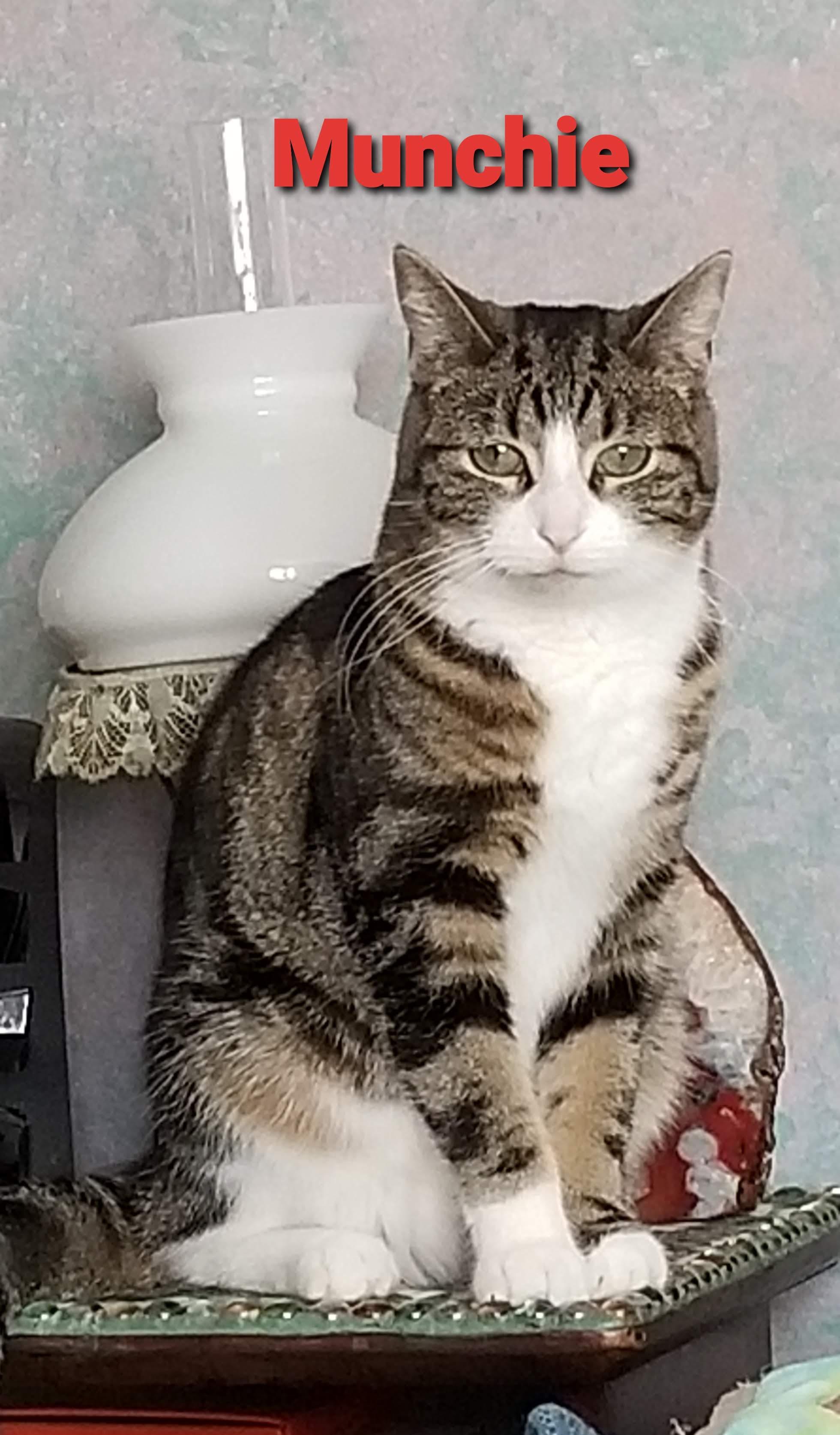 MUNCHIE, ADOPTABLE, Adult Female Domestic Short Hair.