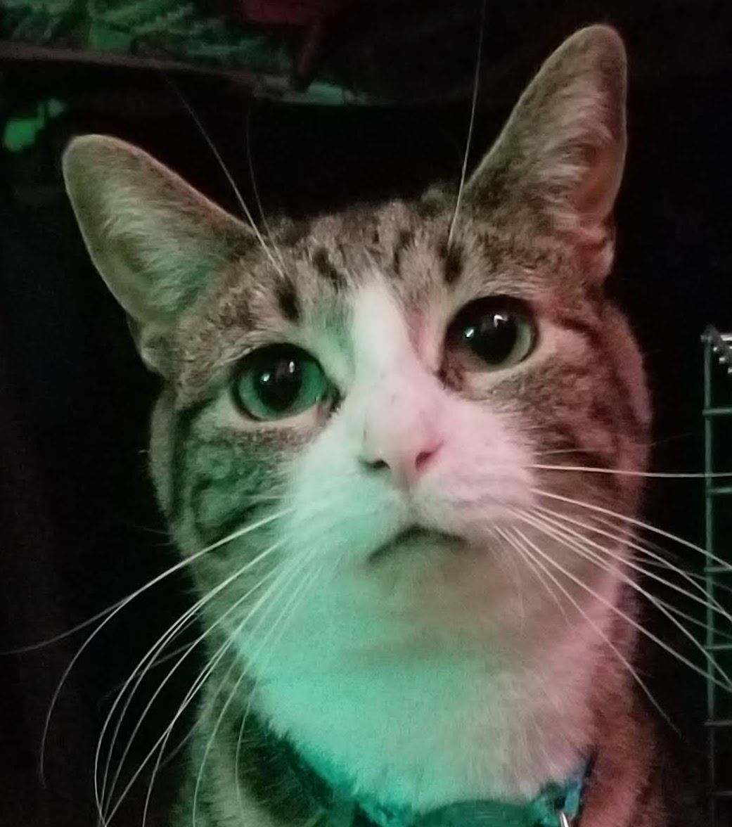 Enlarge MUNCHIE, a ADOPTABLE Domestic Short Hair in Chicago Ridge, IL image 3/3