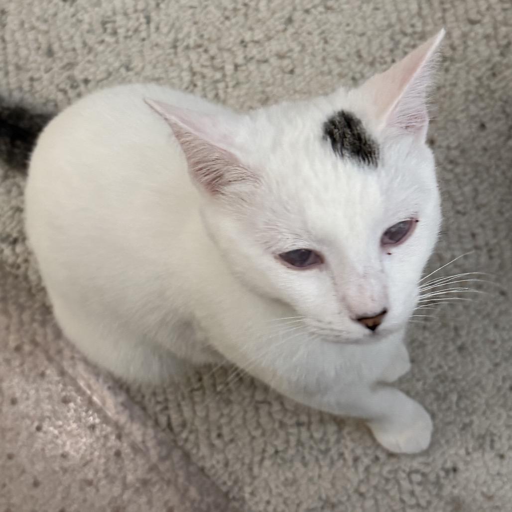 Enlarge Naranja, a Adoptable American Shorthair in Fayetteville, GA image 1/2
