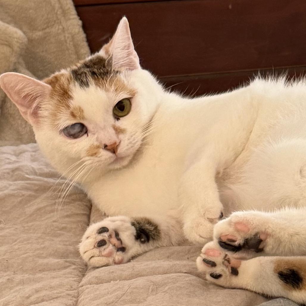 Enlarge Naranja, a Adoptable American Shorthair in Fayetteville, GA image 1/1