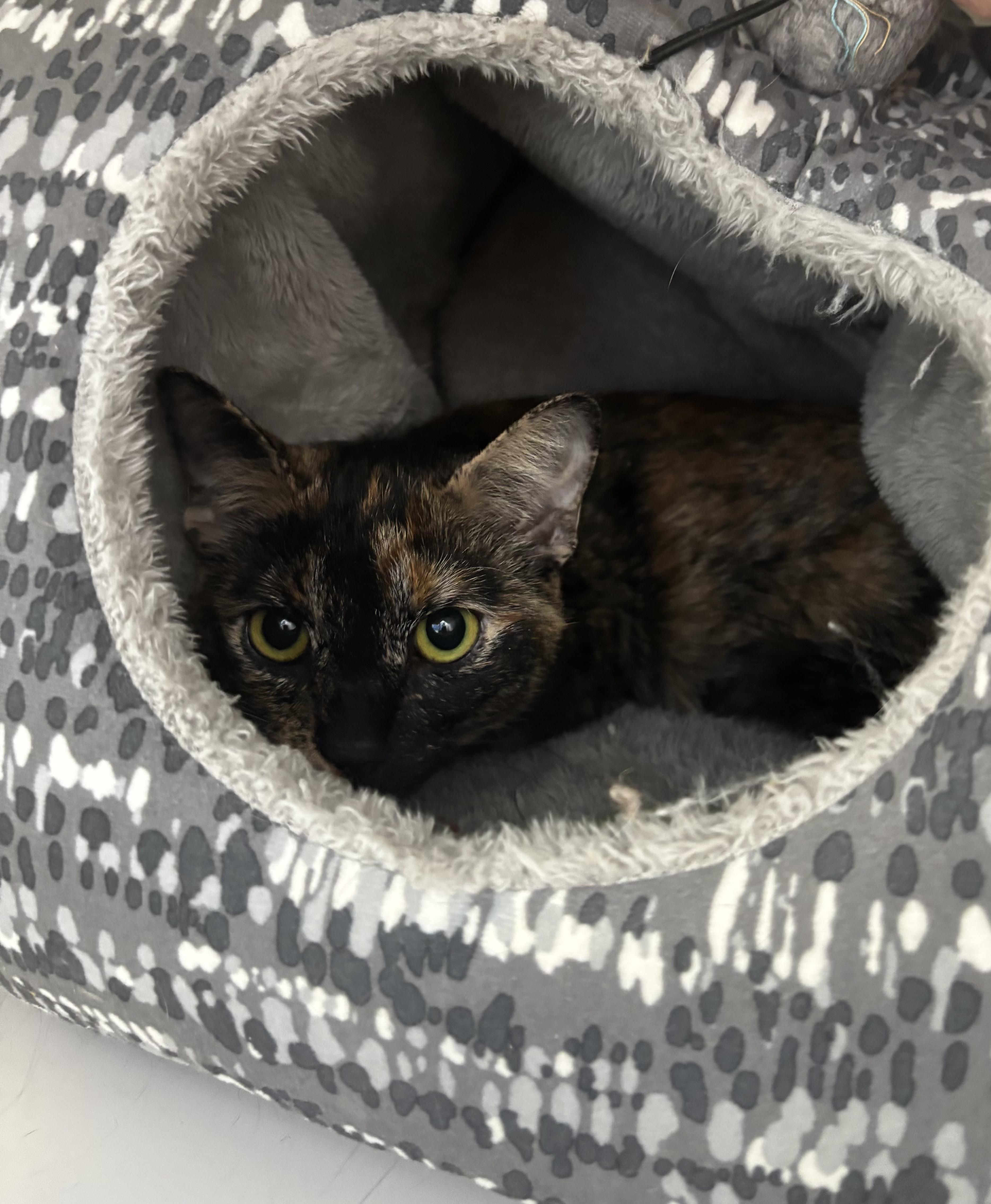 Mimi, adopted, Young Female Tortoiseshell.