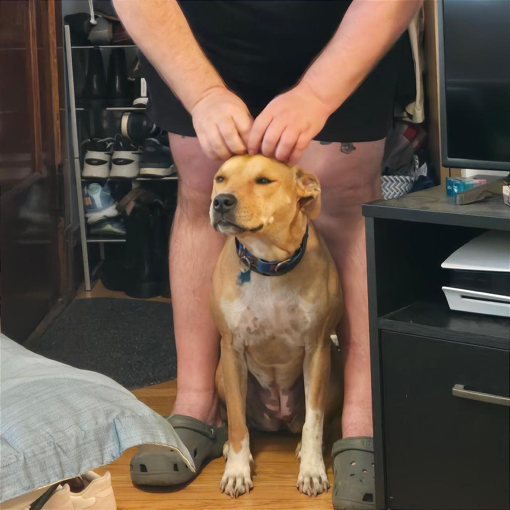 Enlarge Birdie, a Adoptable Mixed Breed in Chicago, IL image 1/6