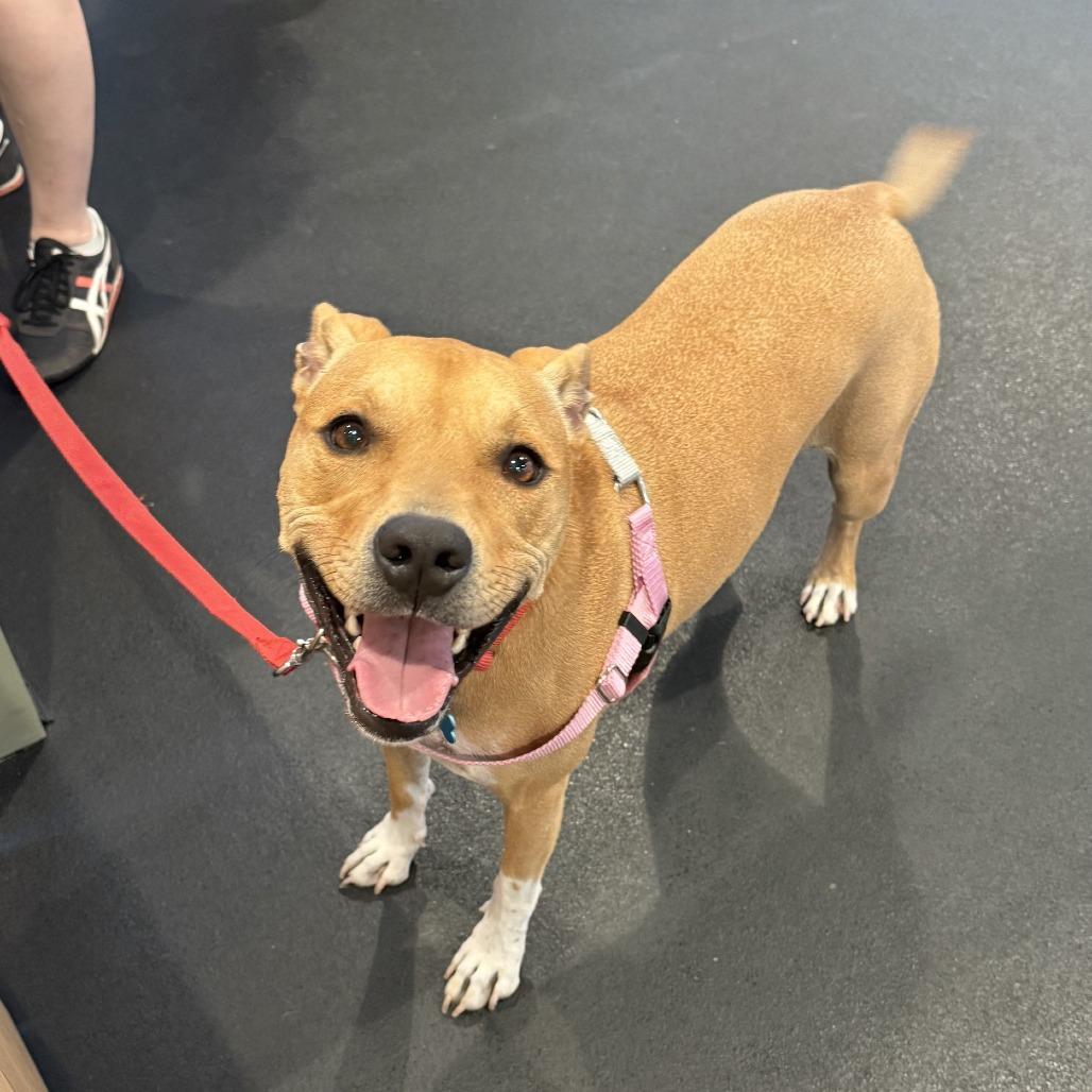 Birdie, a Adoptable mixed breed in Chicago, IL image 3/6