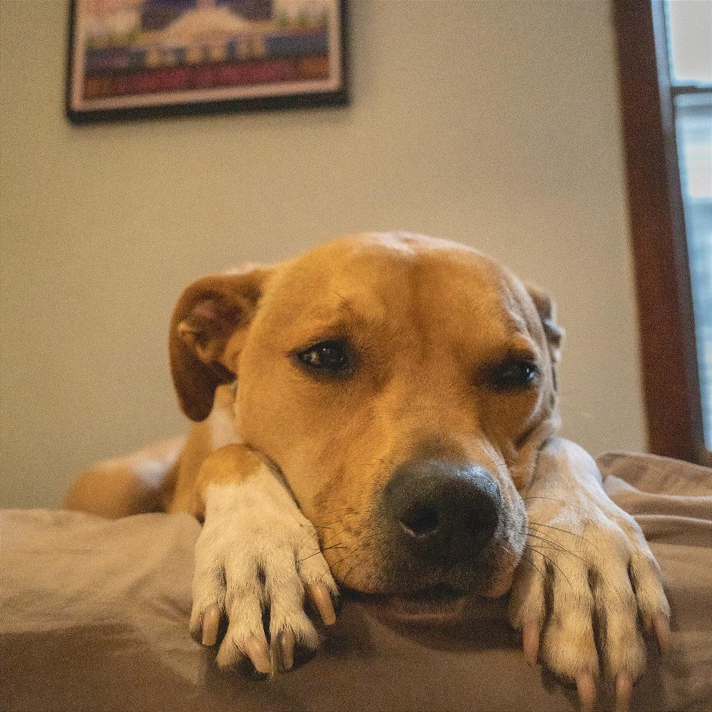 Enlarge Birdie, a Adoptable Mixed Breed in Chicago, IL image 2/6