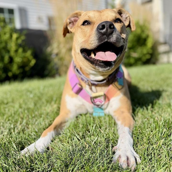 Enlarge Birdie, a Adoptable mixed breed in Chicago, IL image 4/6