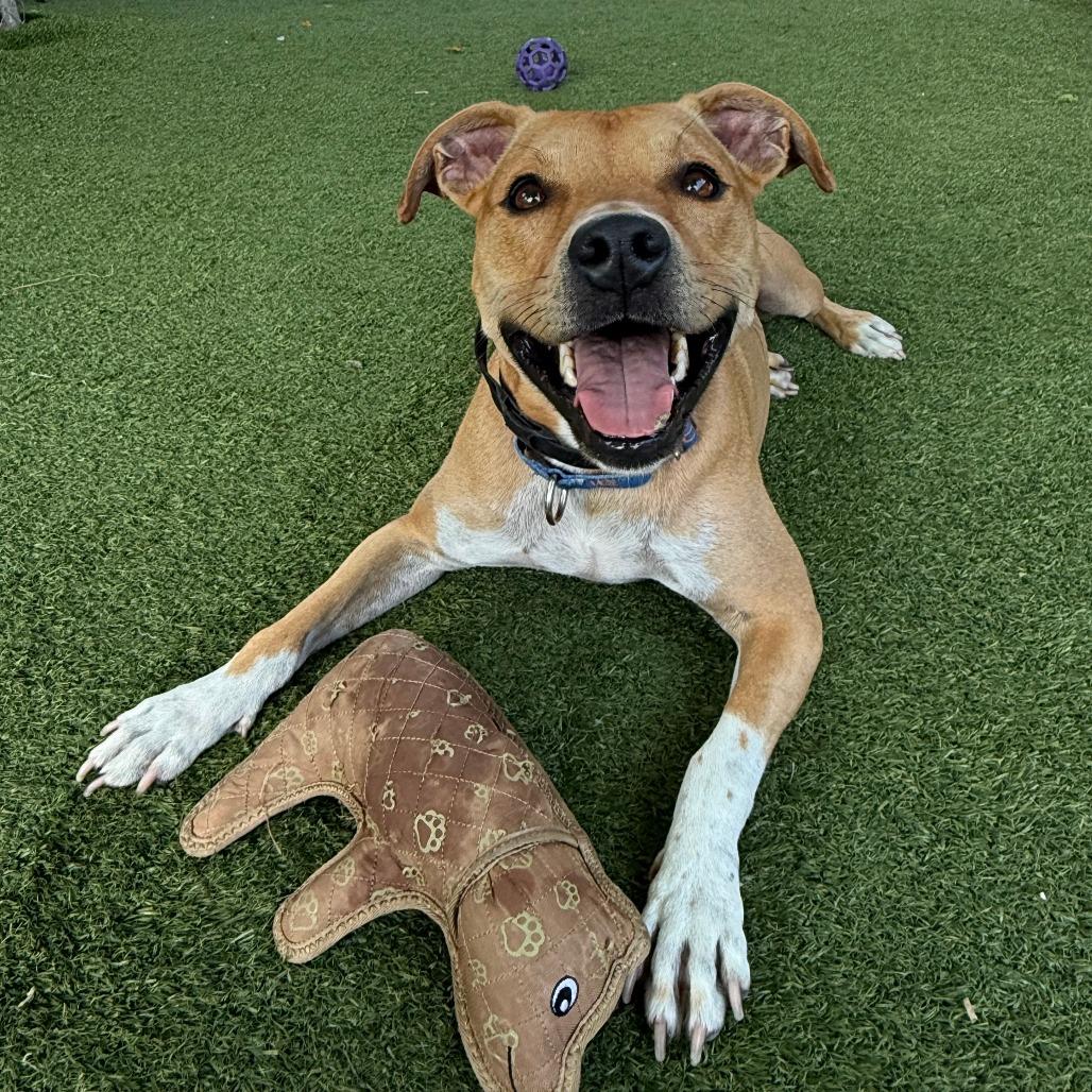 Enlarge Birdie, a Adoptable Mixed Breed in Chicago, IL image 4/6