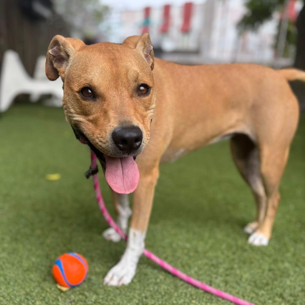 Birdie, a Adoptable mixed breed in Chicago, IL image 4/6