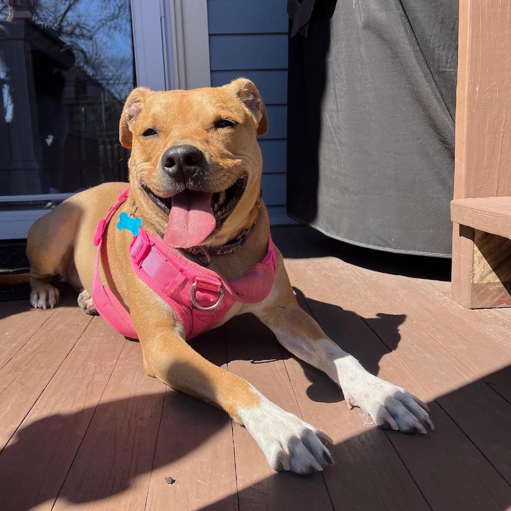 Enlarge Birdie, a Adoptable Mixed Breed in Chicago, IL image 4/6