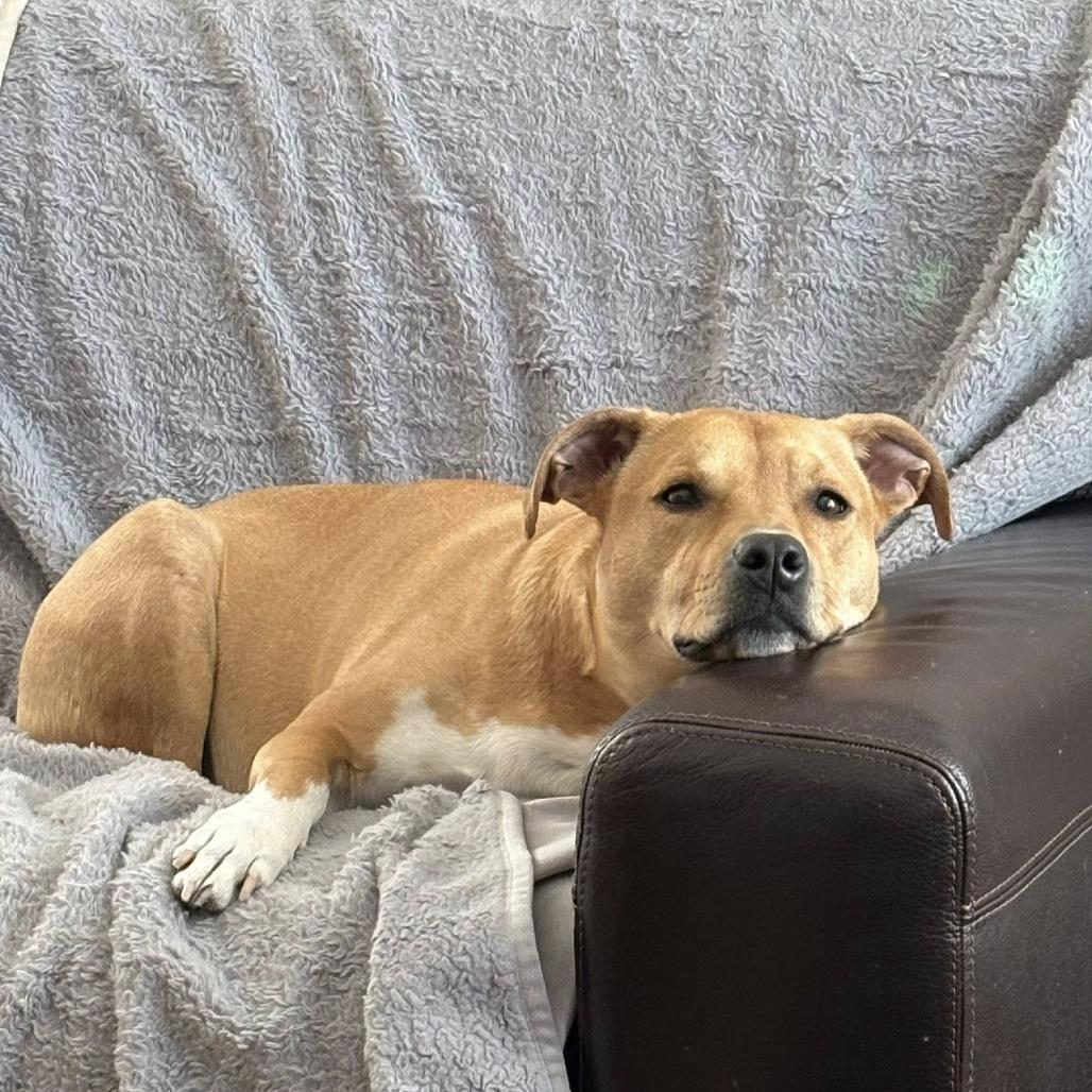 Birdie, a Adoptable mixed breed in Chicago, IL image 5/6