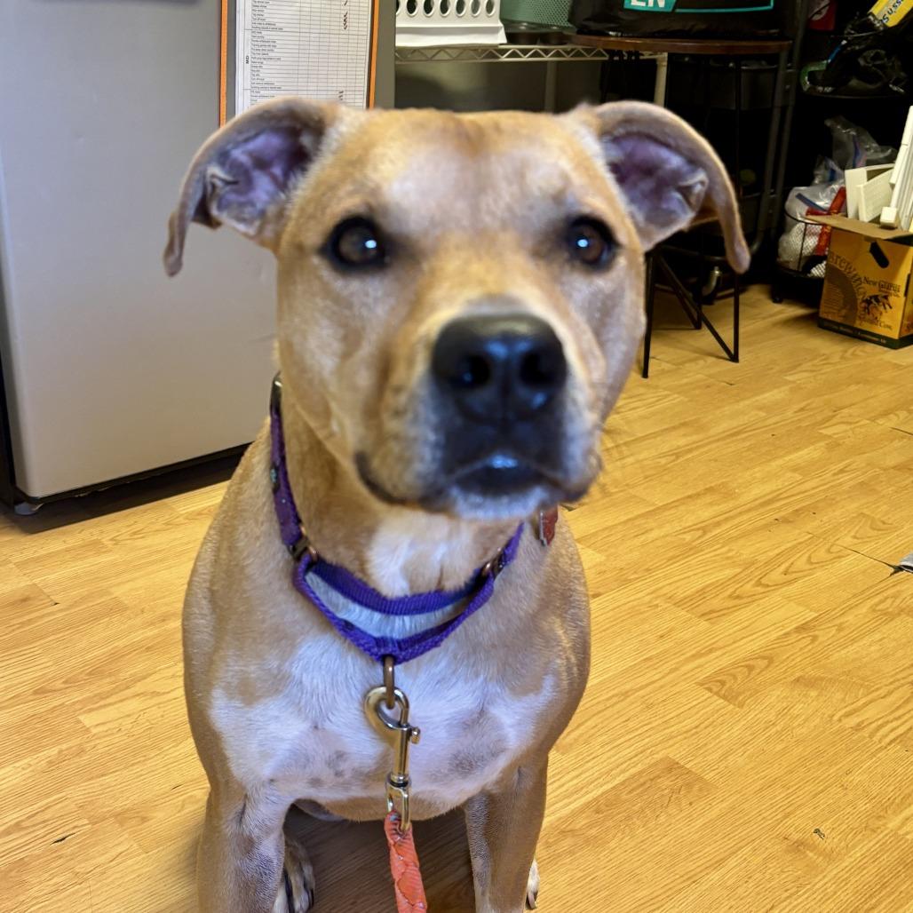 Enlarge Birdie, a Adoptable Mixed Breed in Chicago, IL image 5/6