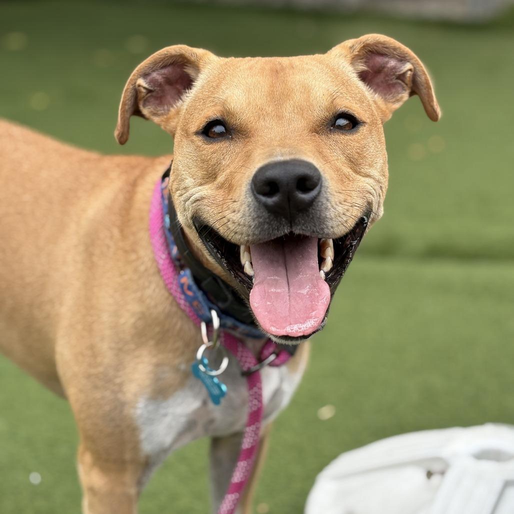 Enlarge Birdie, a Adoptable Mixed Breed in Chicago, IL image 6/6