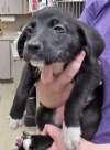 Australian Shepherd Puppies (f) thumbnail 2