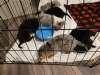 Australian Shepherd Puppies (f) thumbnail 3