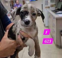 Australian Shepherd Puppies (f) photo 1