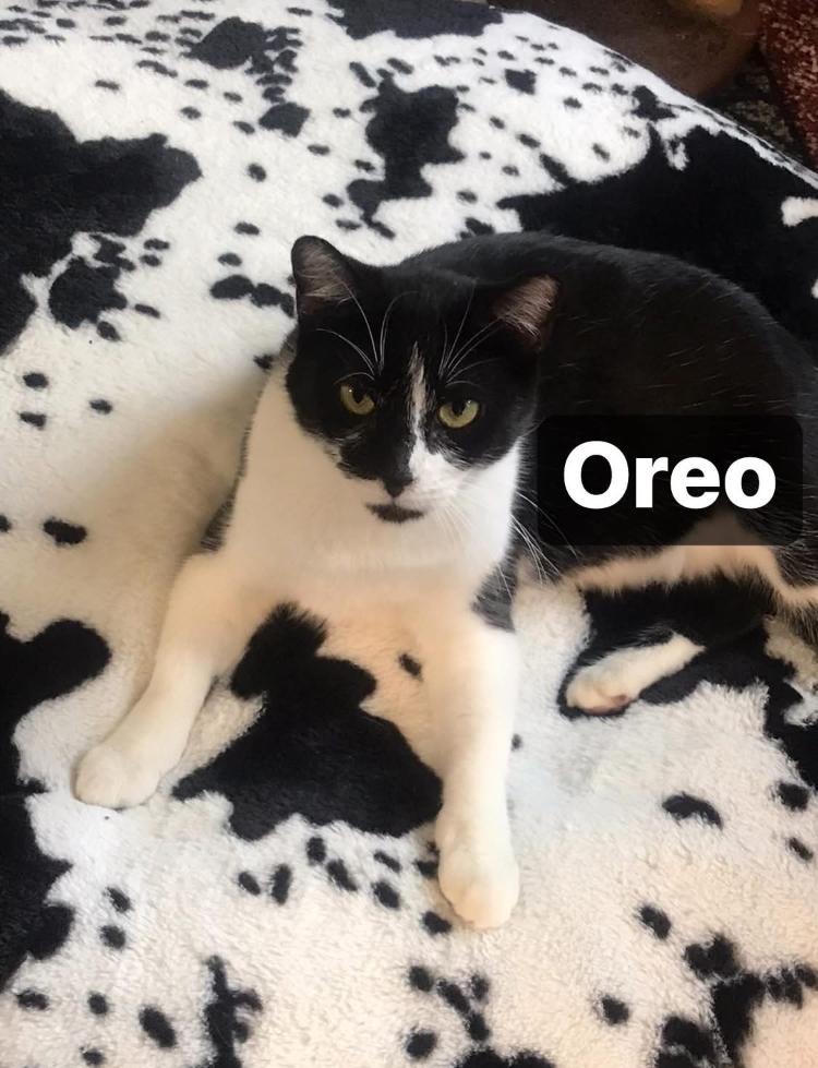 Oreo, a Adoptable Domestic Short Hair in Cincinnati, OH image 6/6