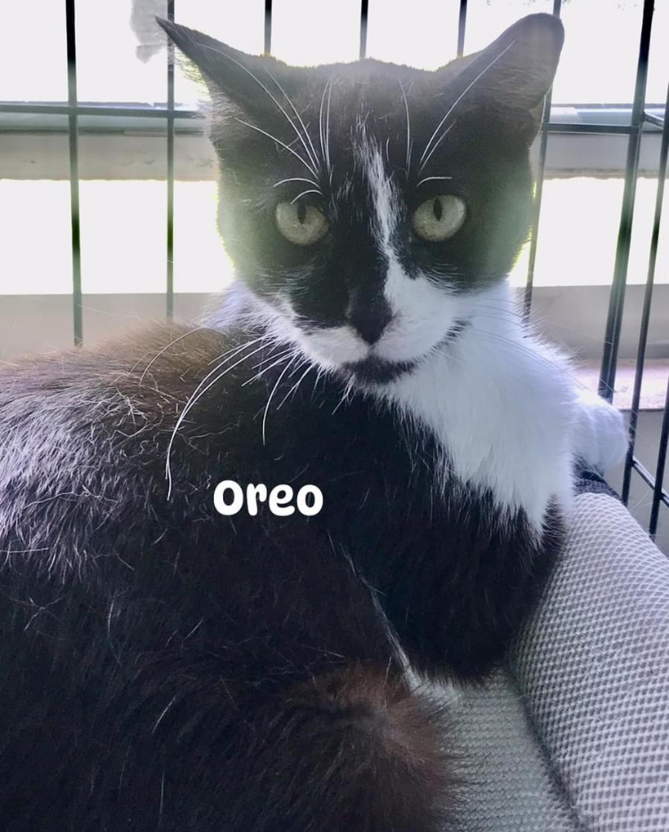 Oreo, a Adoptable Domestic Short Hair in Cincinnati, OH image 5/6
