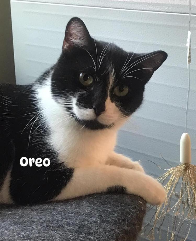 Oreo, a Adoptable Domestic Short Hair in Cincinnati, OH image 3/6