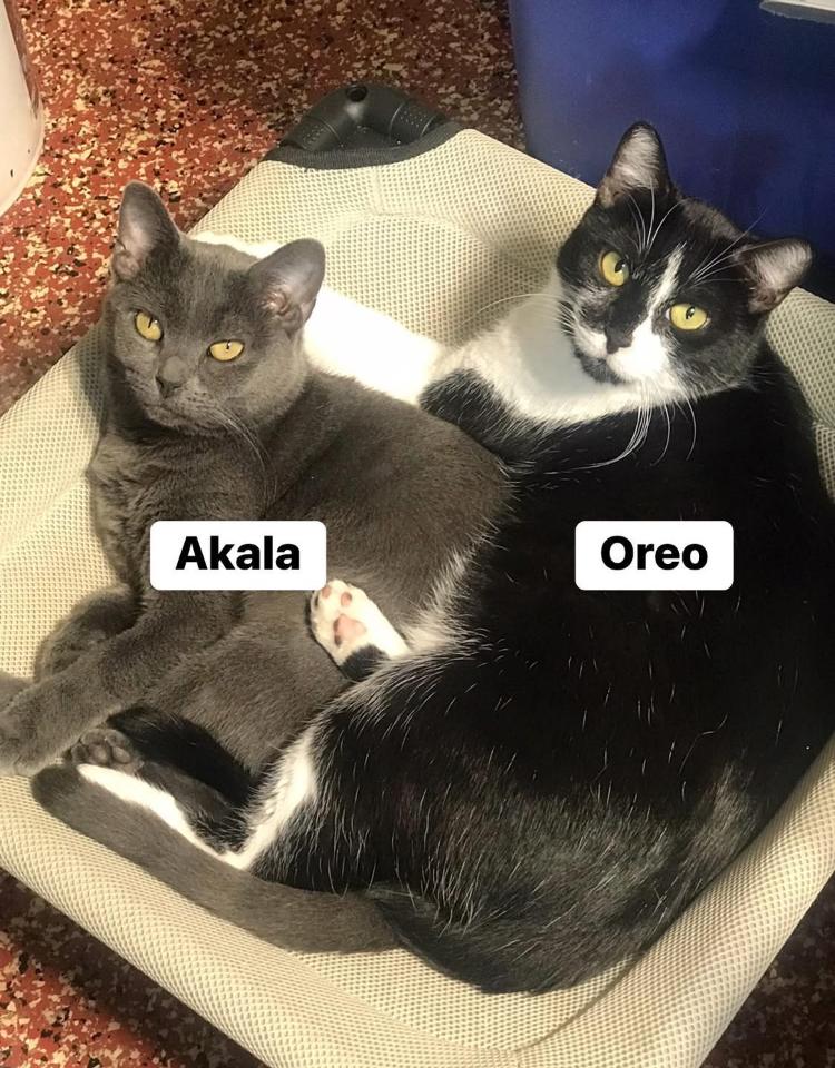 Oreo, a Adoptable Domestic Short Hair in Cincinnati, OH image 1/6