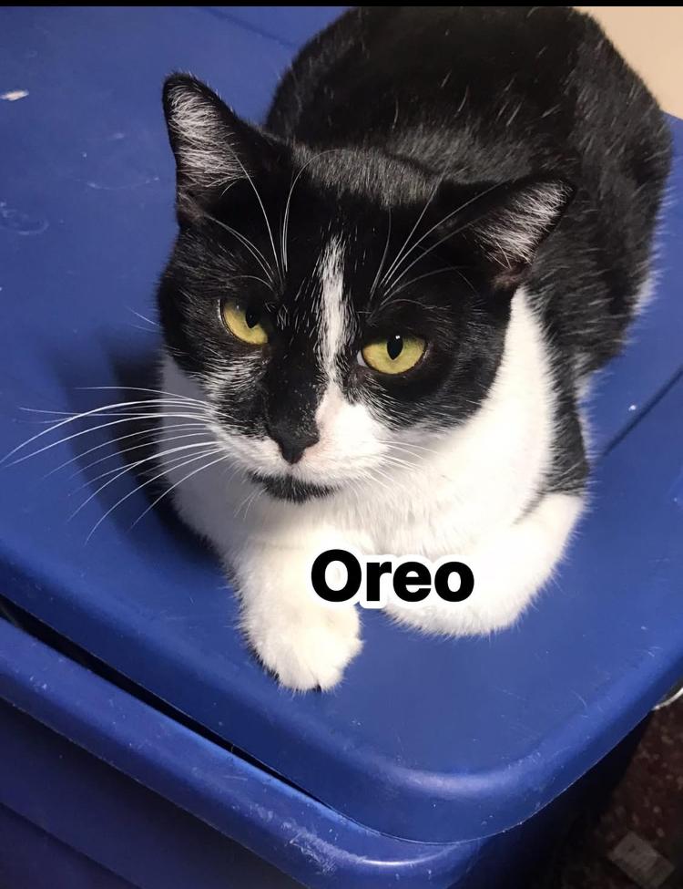 Oreo, Adoptable, Adult Female Domestic Short Hair.