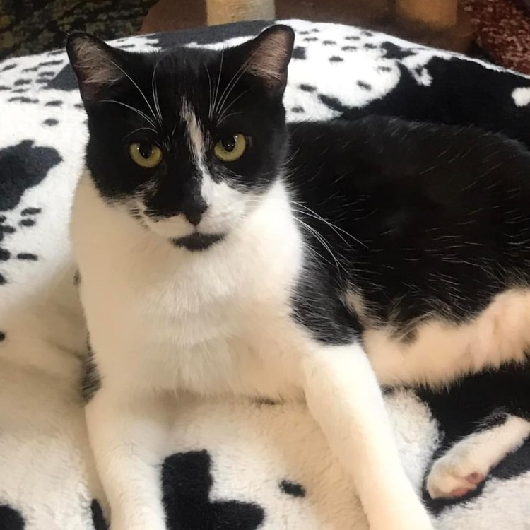 Oreo, a Adoptable Domestic Short Hair in Cincinnati, OH image 4/6