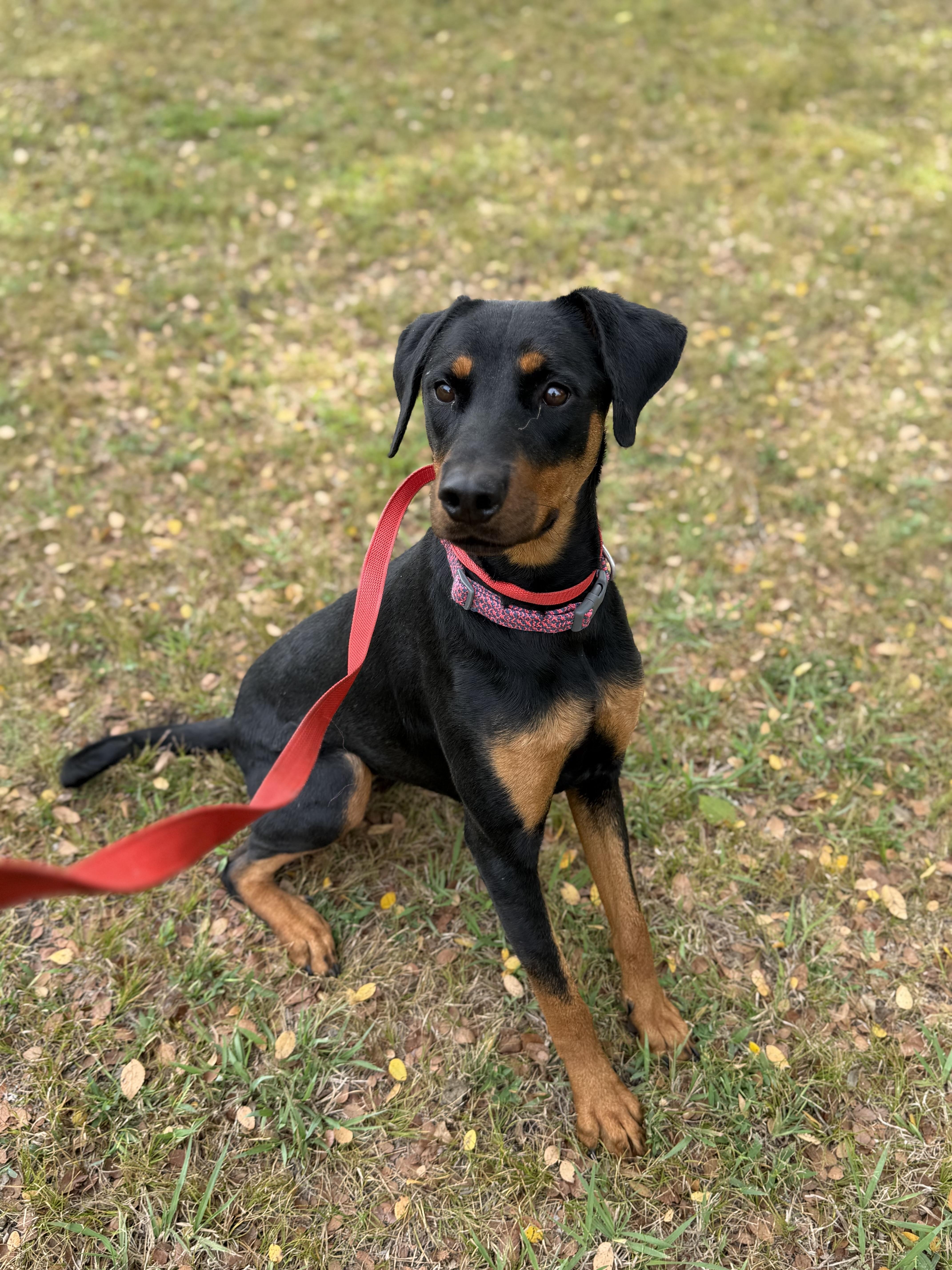 Margo A2026470, Adoptable, Adult Female Doberman Pinscher.