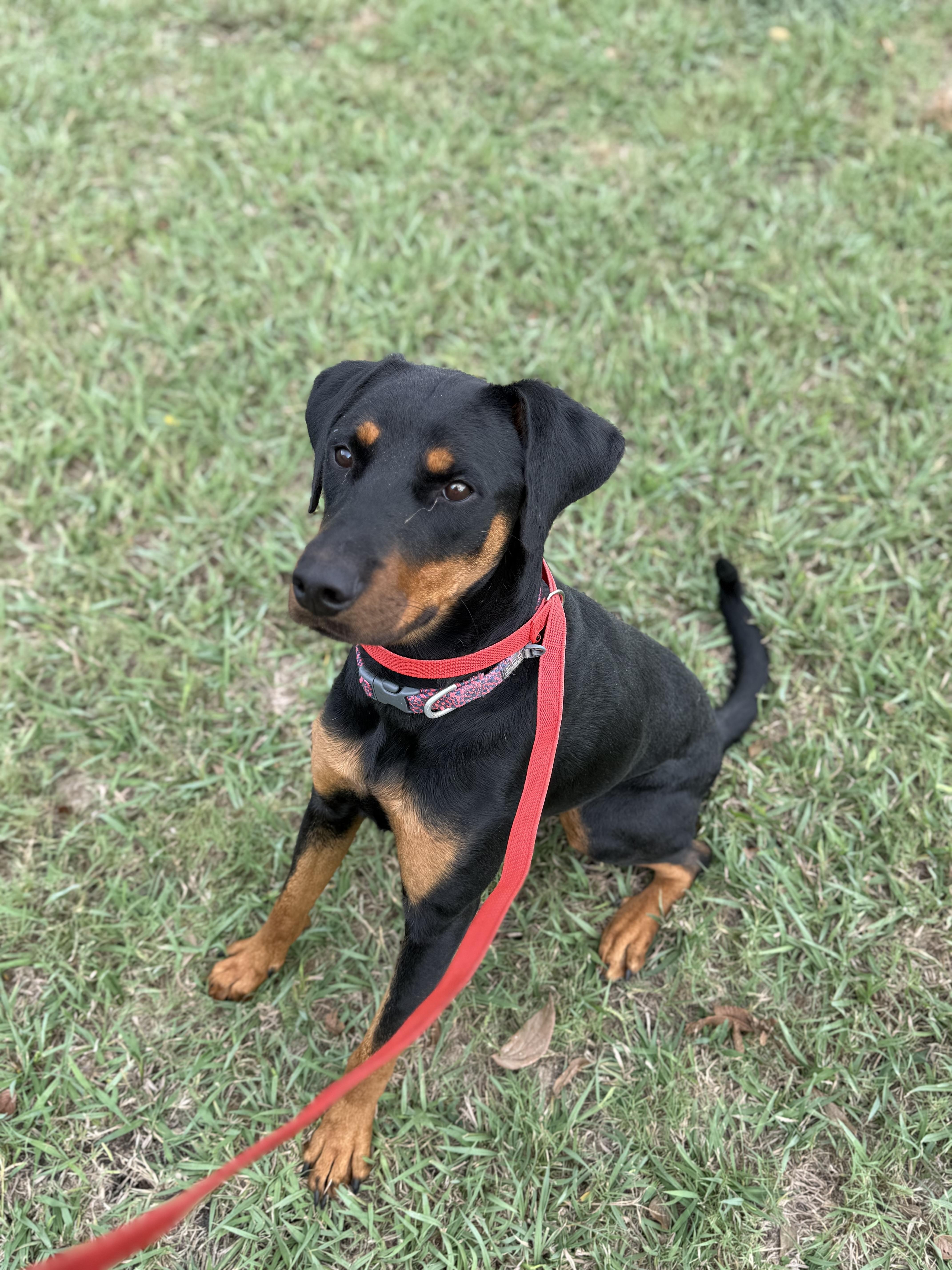Enlarge Margo A2026470, a Adoptable Doberman Pinscher in Sherman, TX image 2/3