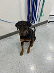 Margo A2026470, Adoptable, Adult Female Doberman Pinscher.