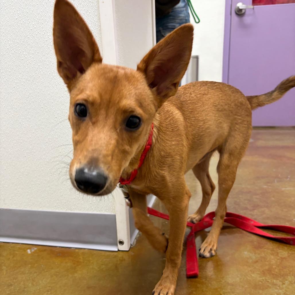 Enlarge Apricot, a Adoptable mixed breed in Albuquerque, NM image 1/1