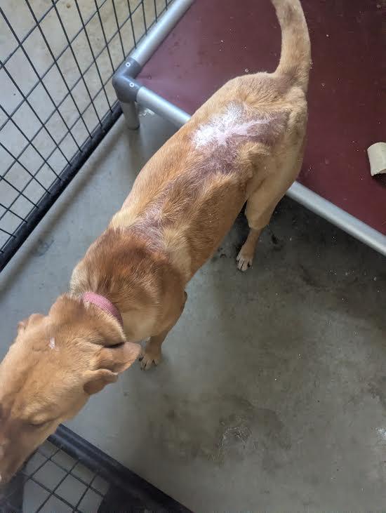 Enlarge Misty, a ADOPTABLE mixed breed in Blue Earth, MN image 2/2