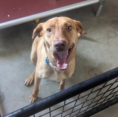 Misty, ADOPTABLE, Young Female Vizsla & Yellow Labrador Retriever.
